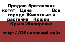 Продаю британских котят › Цена ­ 30 000 - Все города Животные и растения » Кошки   . Крым,Жаворонки